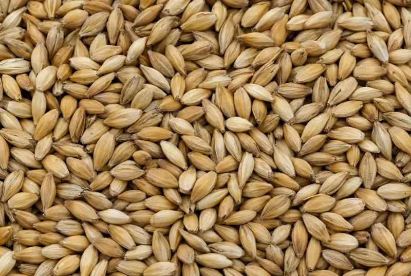 Feed barley grains