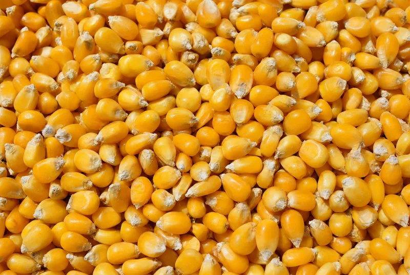 Corn kernels