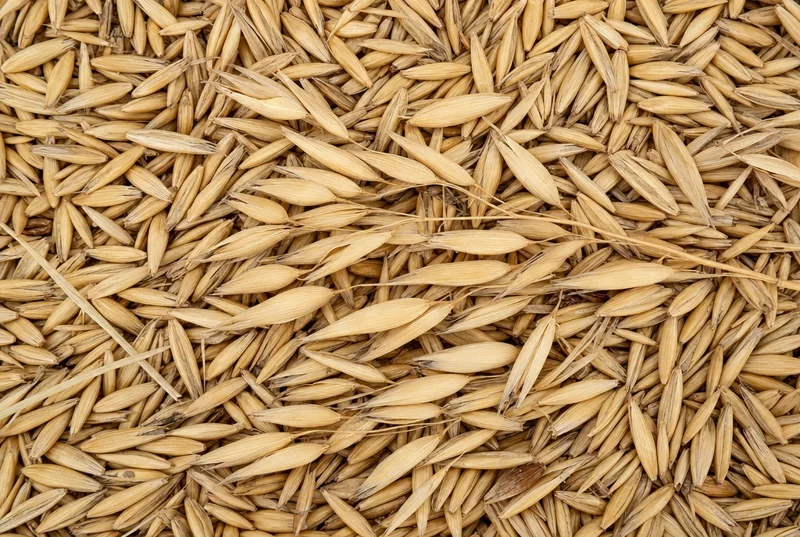 Whole oat grains
