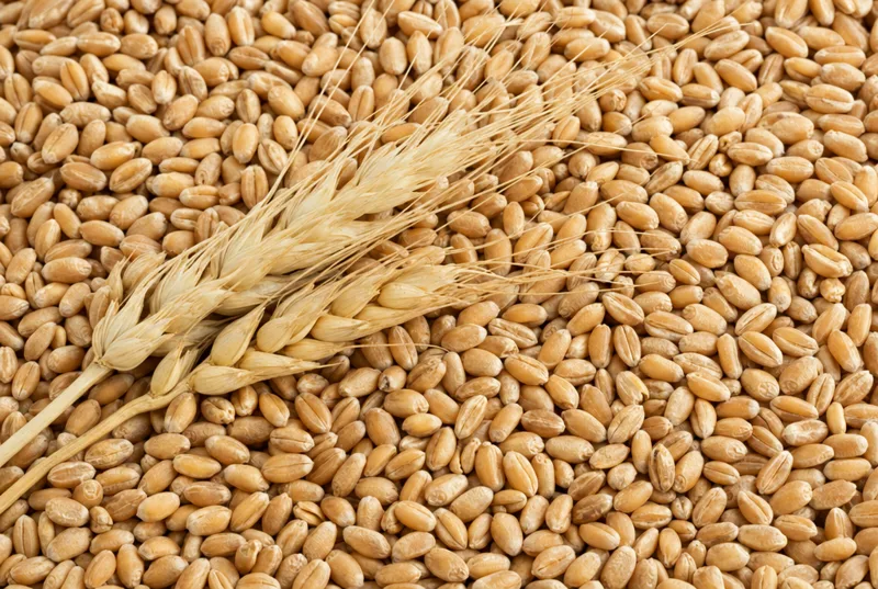Wheat grains with ears